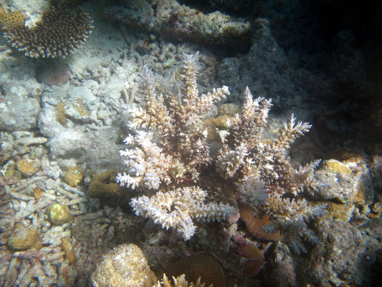  Acropora echinata (Thorny Staghorn Coral)